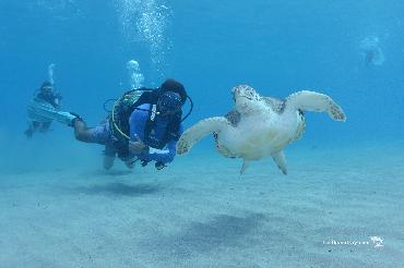 Curacao: A Divers Paradise