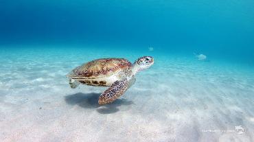 Before You Dive In Paradise